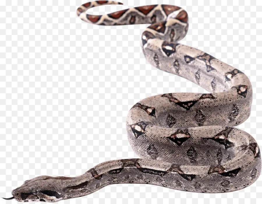 Serpent Gris，Reptile PNG