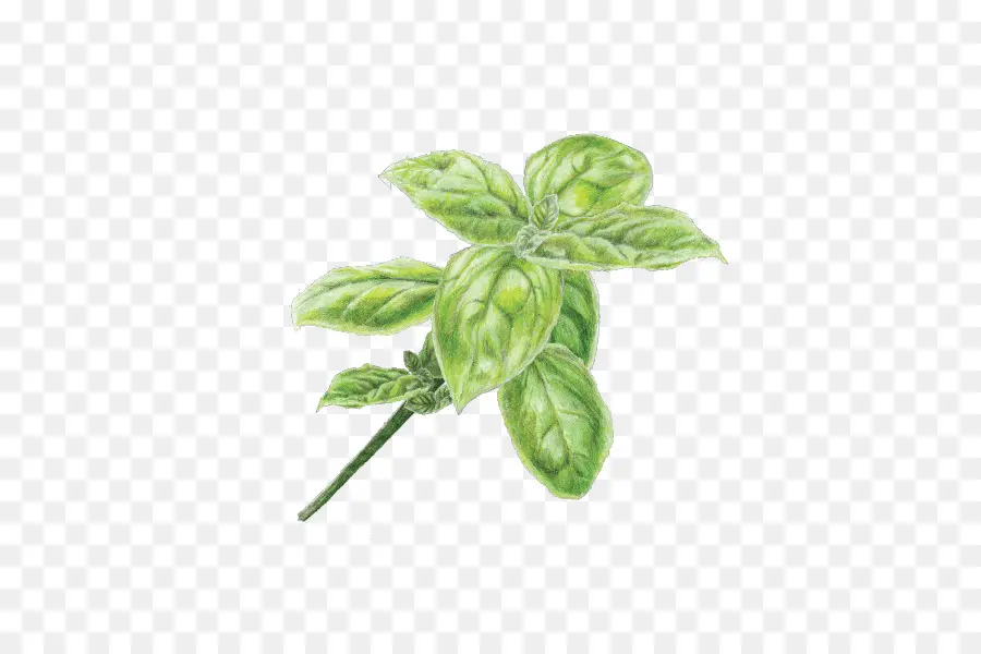 Pesto，Les Pâtes PNG