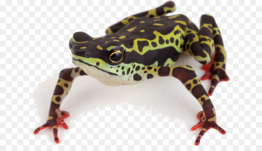 Grenouille，Amphibie PNG