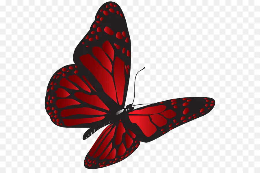 Papillon，Rouge PNG