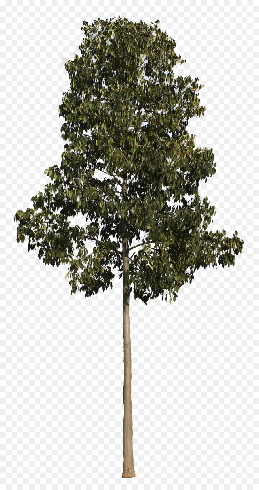 Arbre，Feuilles PNG