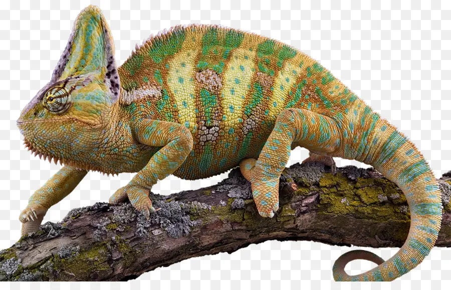 Caméléon，Lézard PNG