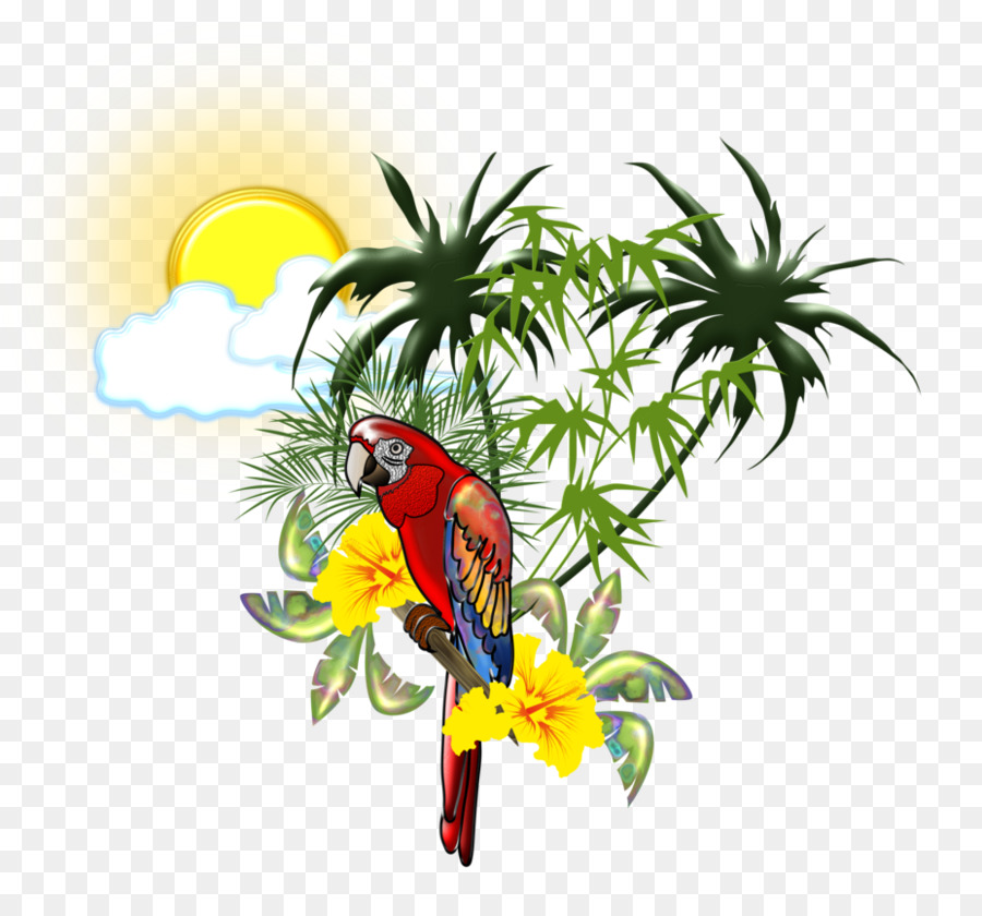 Oiseau，Scarlet Macaw PNG