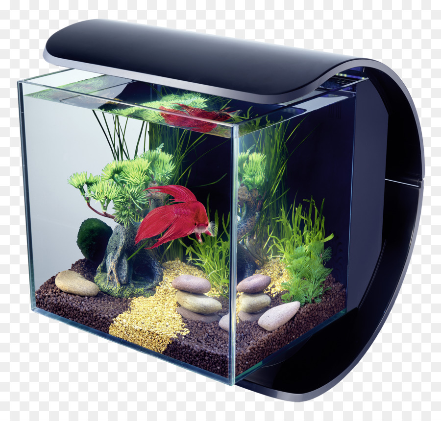 Aquarium，Poisson PNG