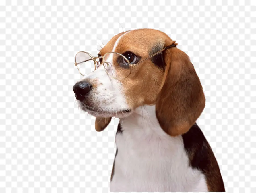 Chien Avec Des Lunettes，Chien PNG