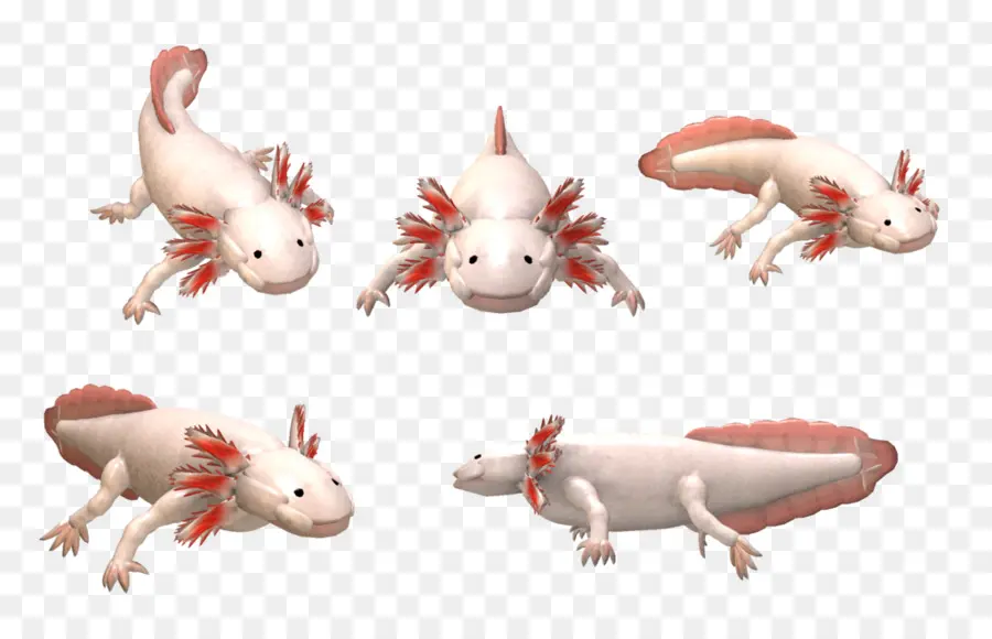 Axolotl，Amphibie PNG