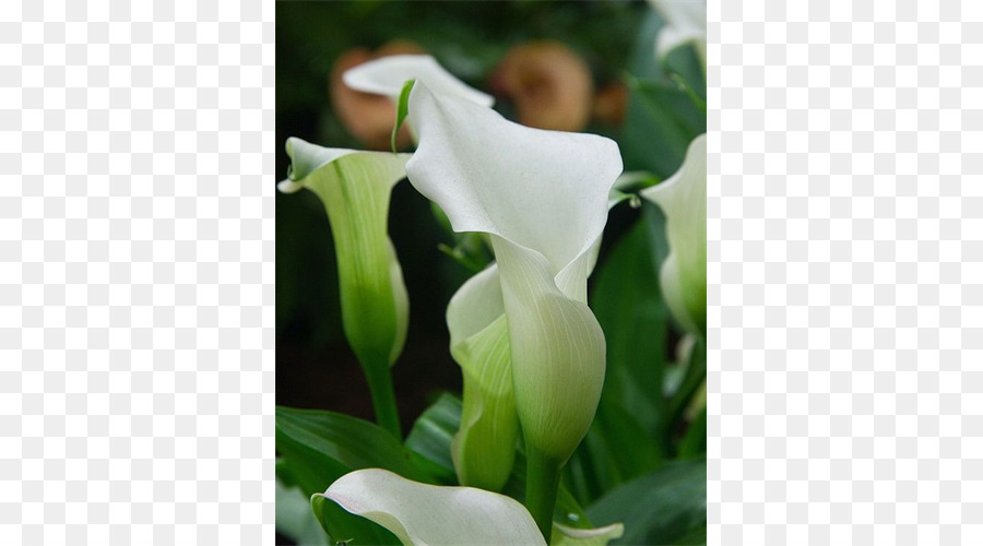 Lily Calla，Feuille PNG