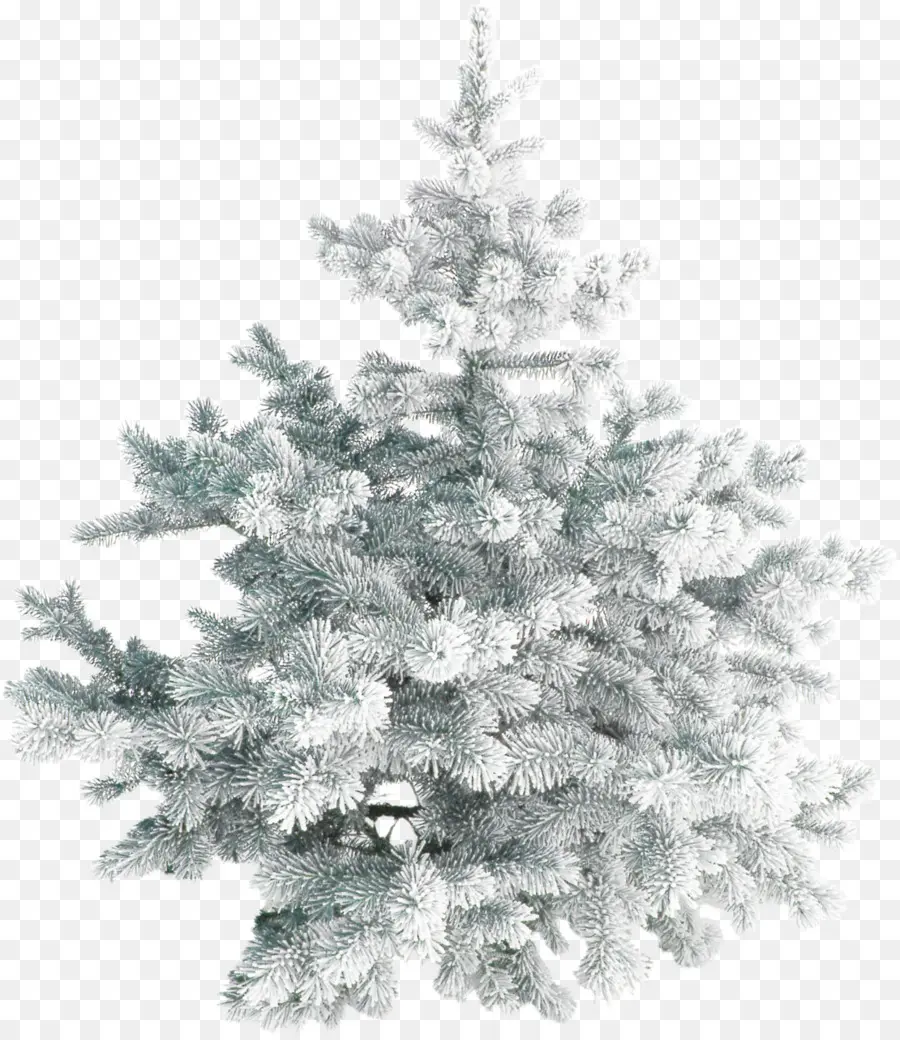 Arbre Enneigé，Neige PNG