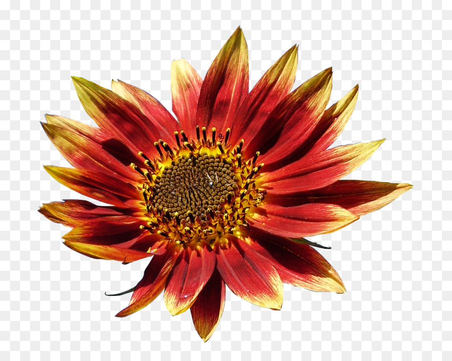 Fleur Rouge，Fleur PNG