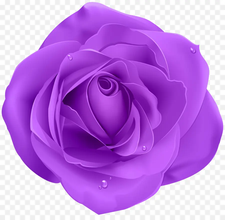 Rose Pourpre，Fleurir PNG