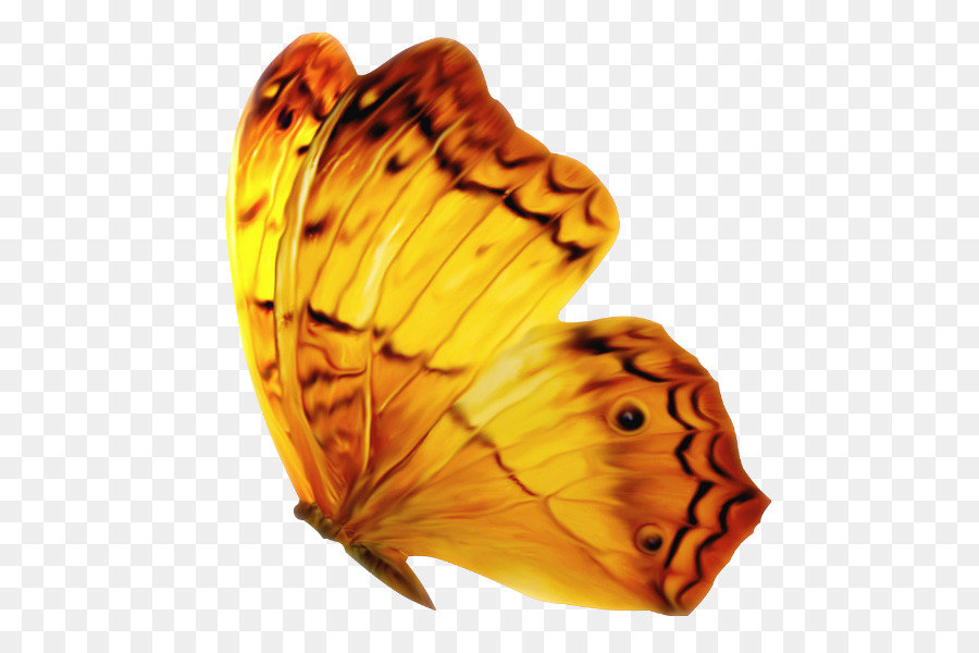 Papillon Orange，Ailes PNG