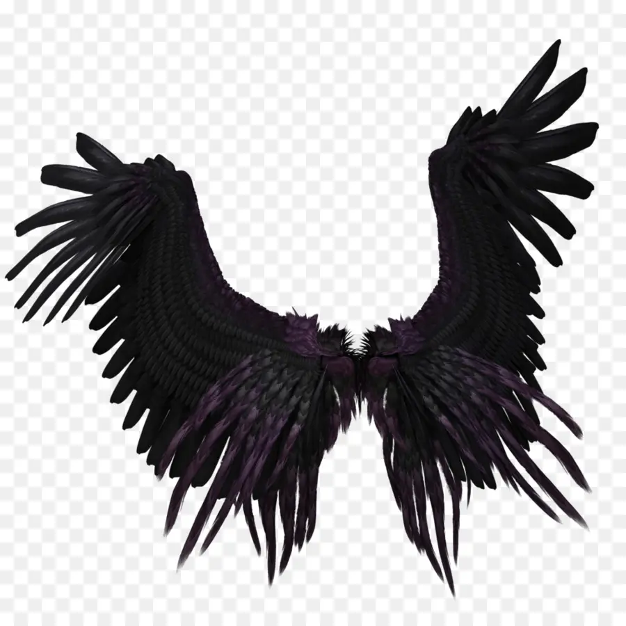 Ailes Noires，Plumes PNG