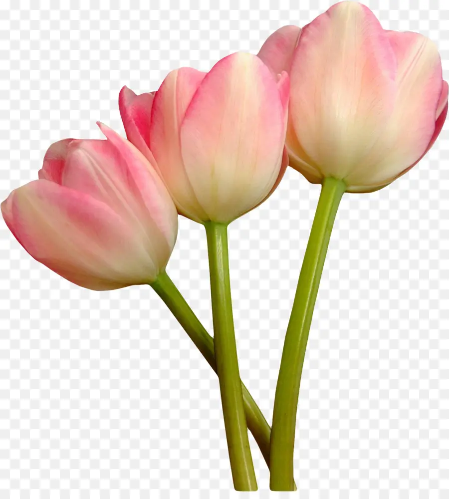 Manie Tulipe，Tulipe PNG