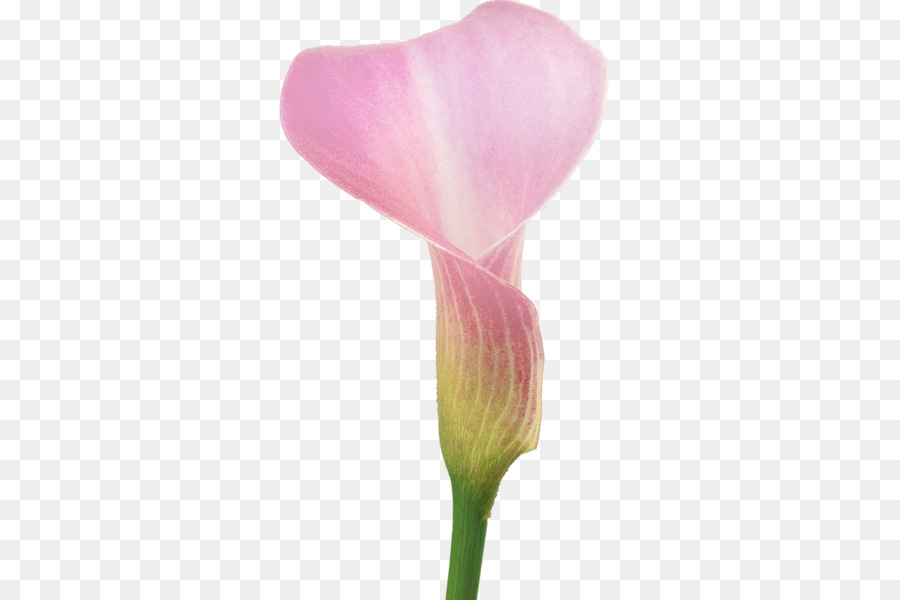 Lys Calla Rouge，Usine PNG