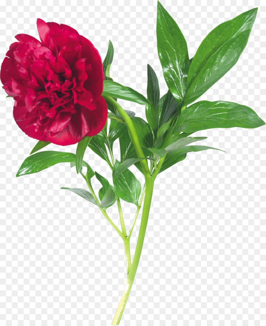 Pivoine，Fleur PNG