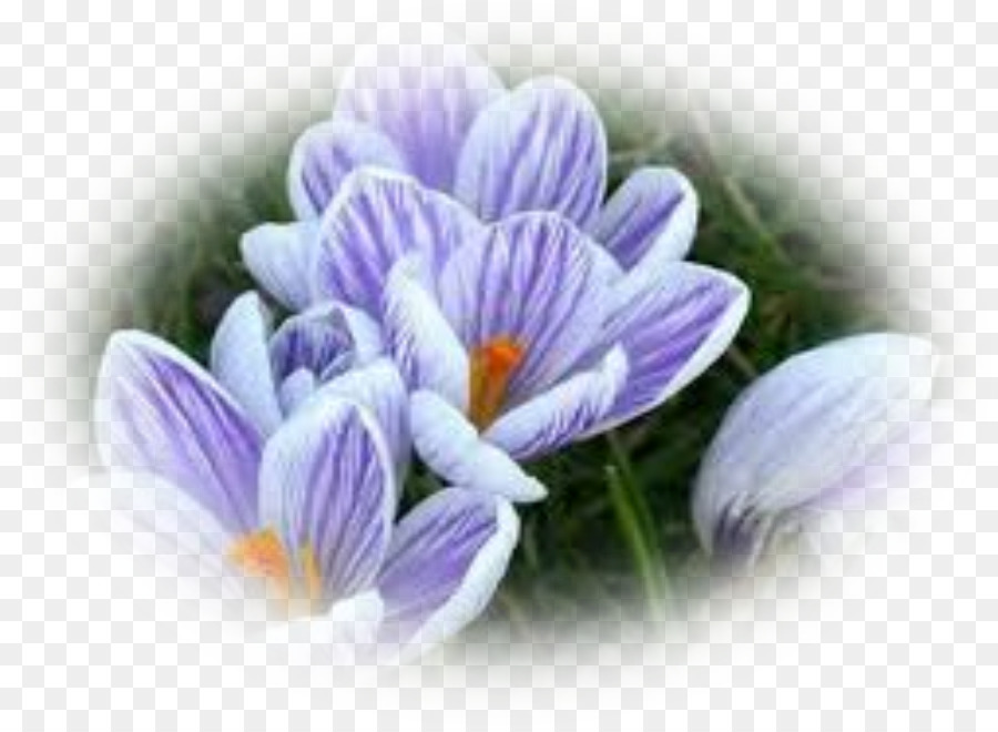 Fleur，Crocus PNG