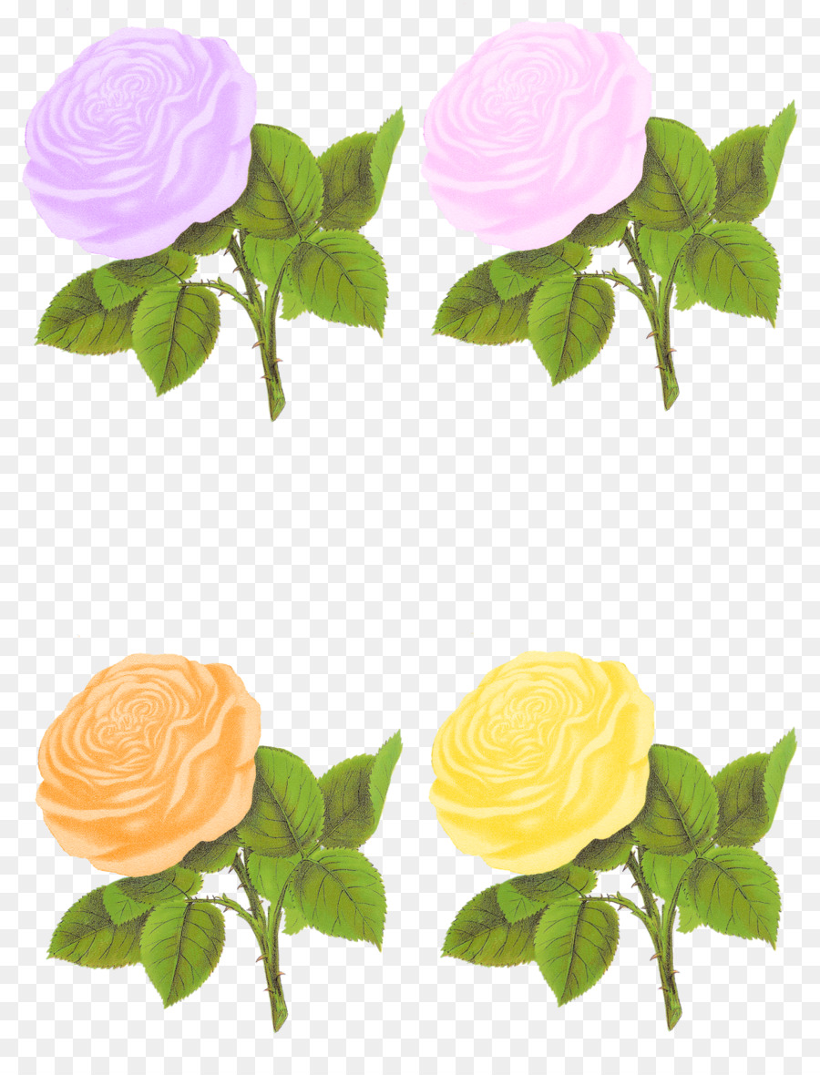 Fleur，Rose PNG