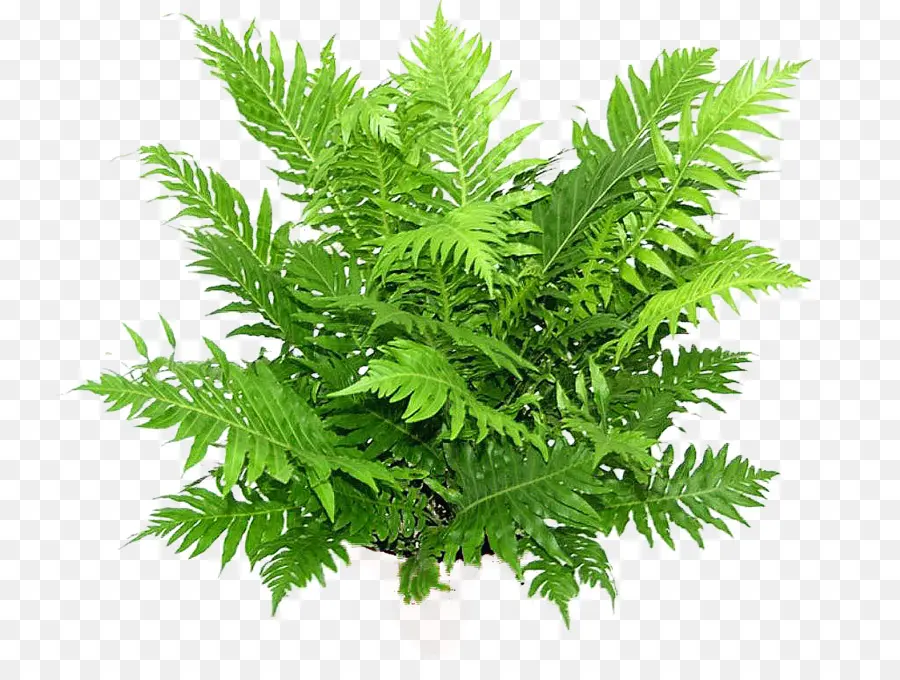 Plante Verte，Feuilles PNG