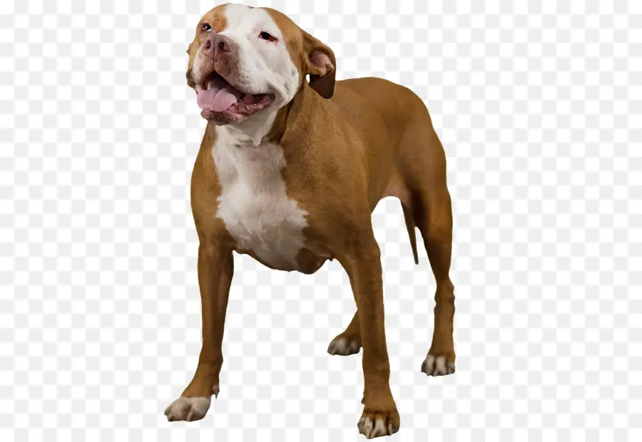 Bully Américain，American Pit Bull Terrier PNG