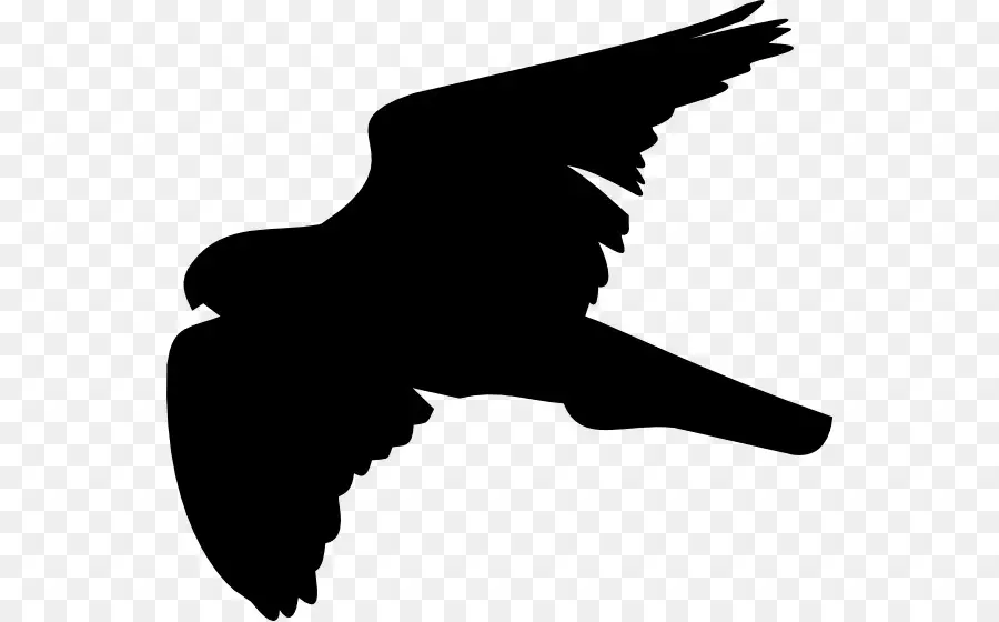 Aigle Silhouette，Ailes PNG