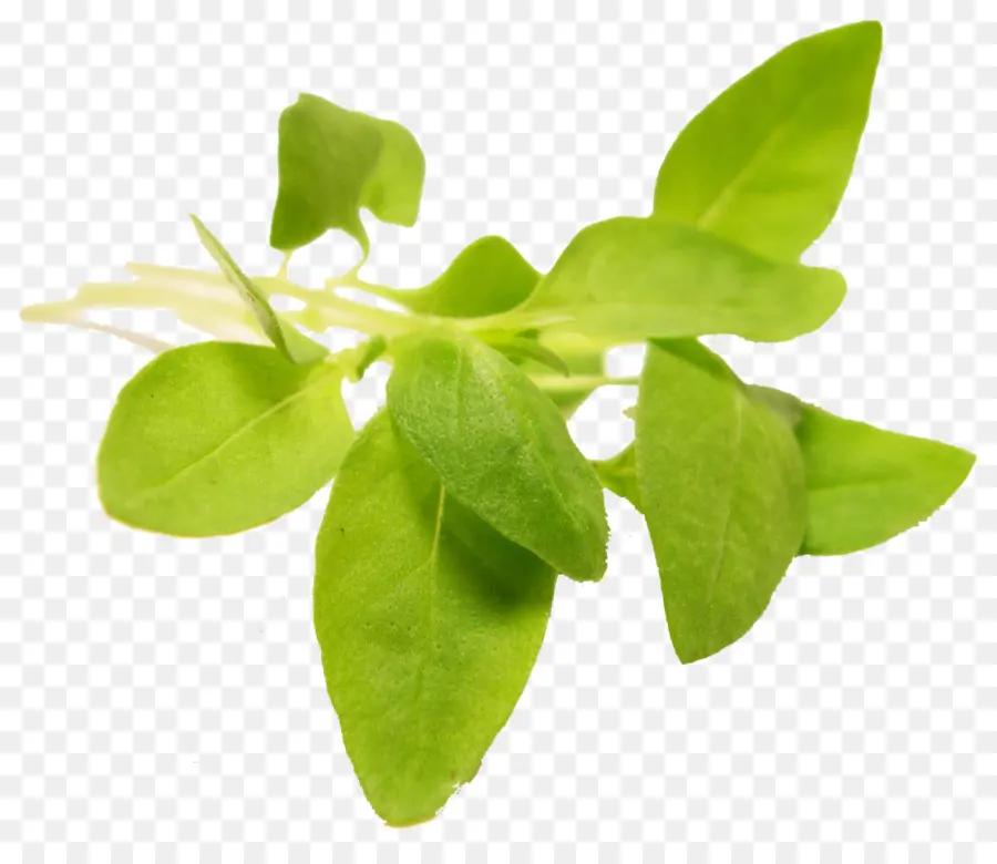 Microgreen，Herbe PNG