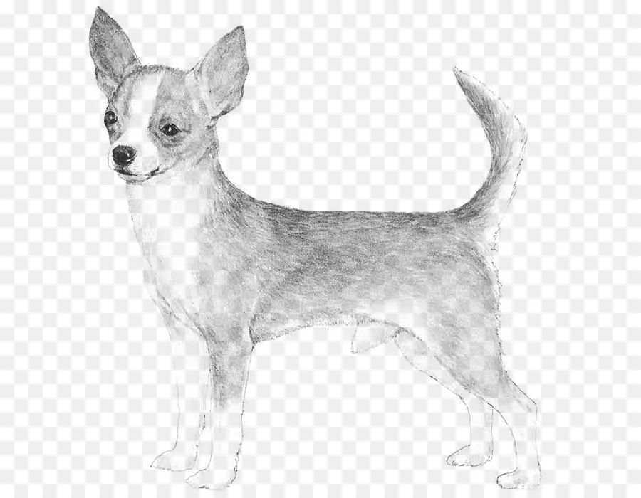 Chihuahua，Chien De Basset PNG