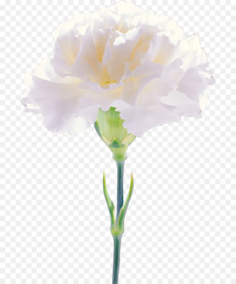 Fleur，Oeillet PNG