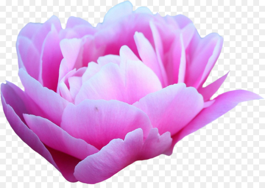 Fleur Rose，Fleur PNG