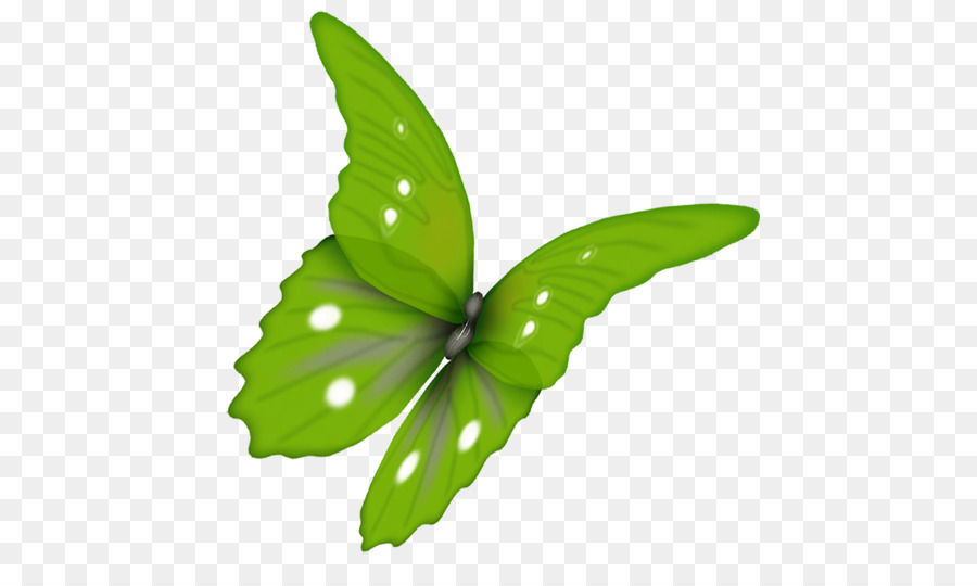 Papillon，Vert PNG