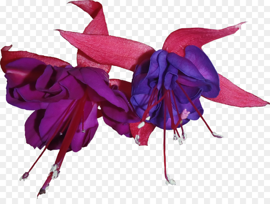 Fleurs Violettes Et Rouges，Fleurir PNG