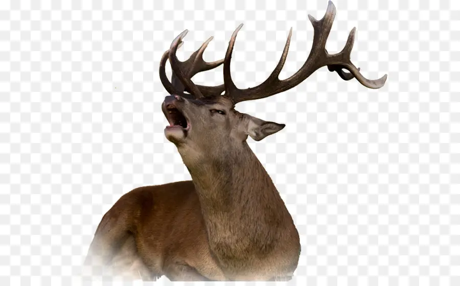 Cerf，Bois PNG