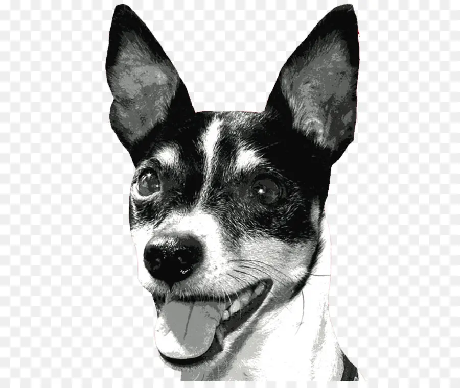 Terrier De Rat，Fox Terrier Miniature PNG