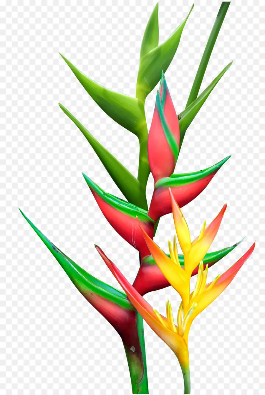 Hélicone，Heliconia Bihai PNG