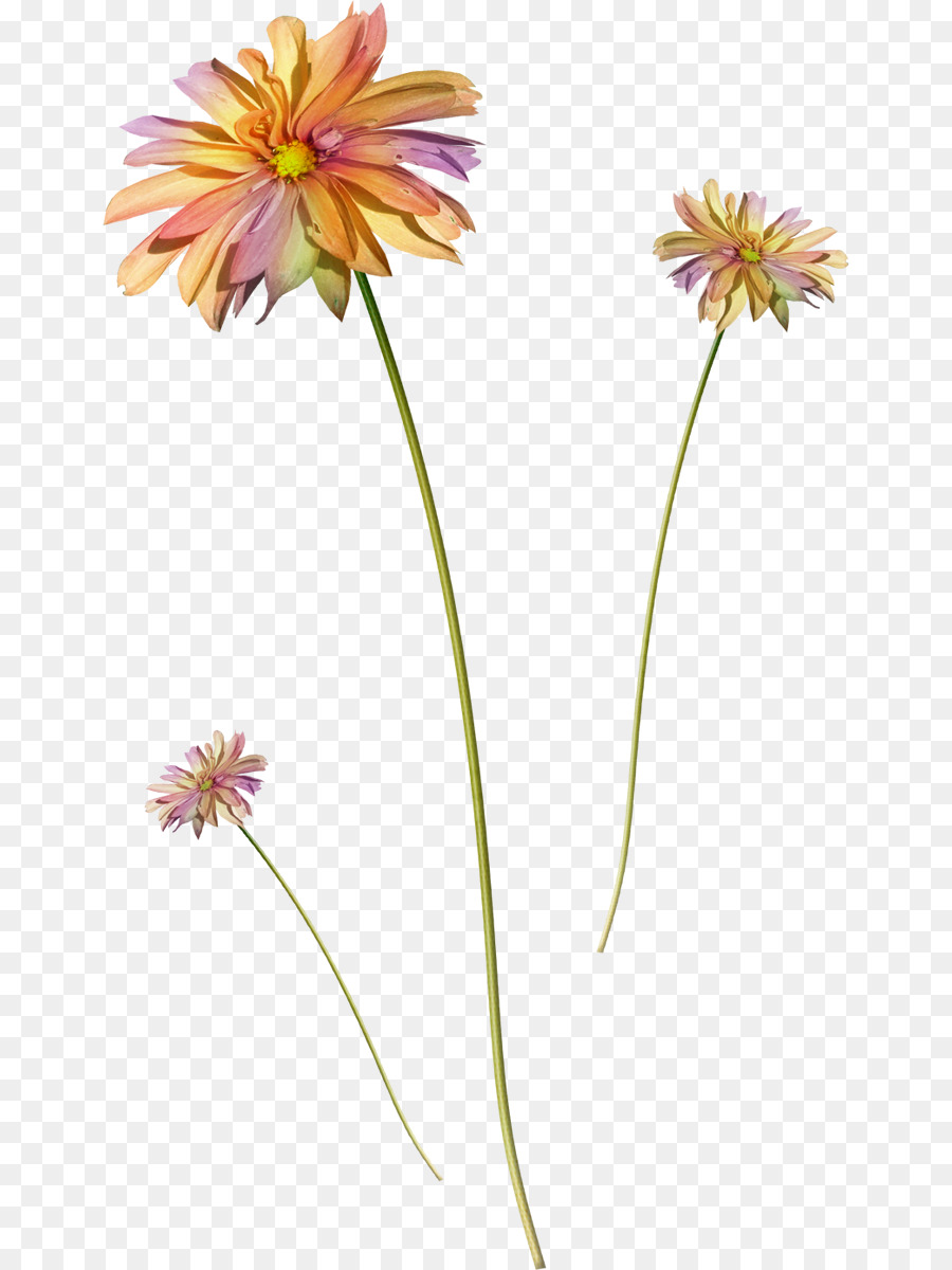 Fleur，Marguerite Du Transvaal PNG