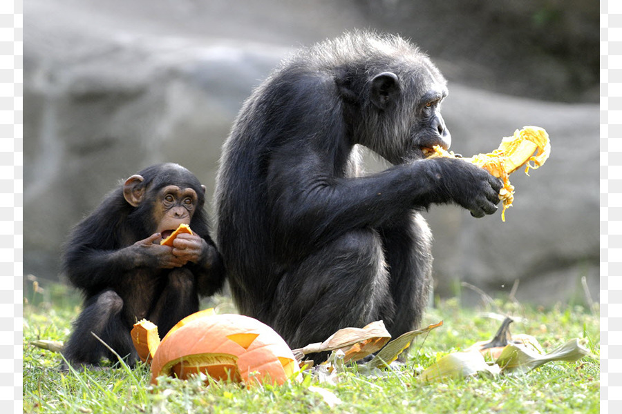 Zoo De Détroit，Chimpanzé Commun PNG