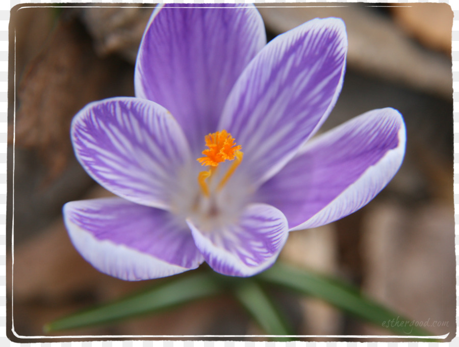 Crocus，Violet PNG