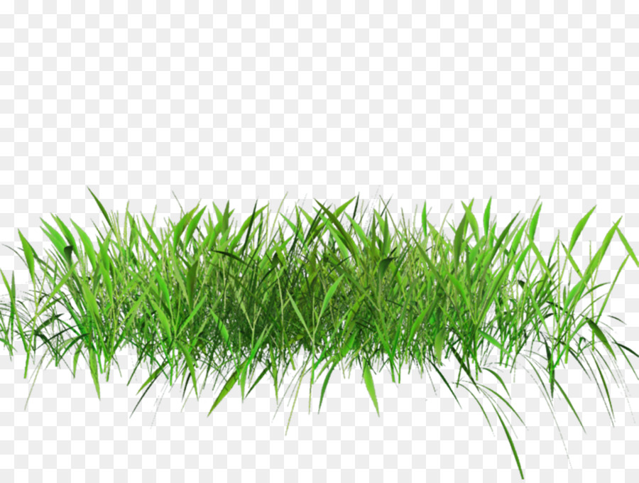 Herbe，Vert PNG