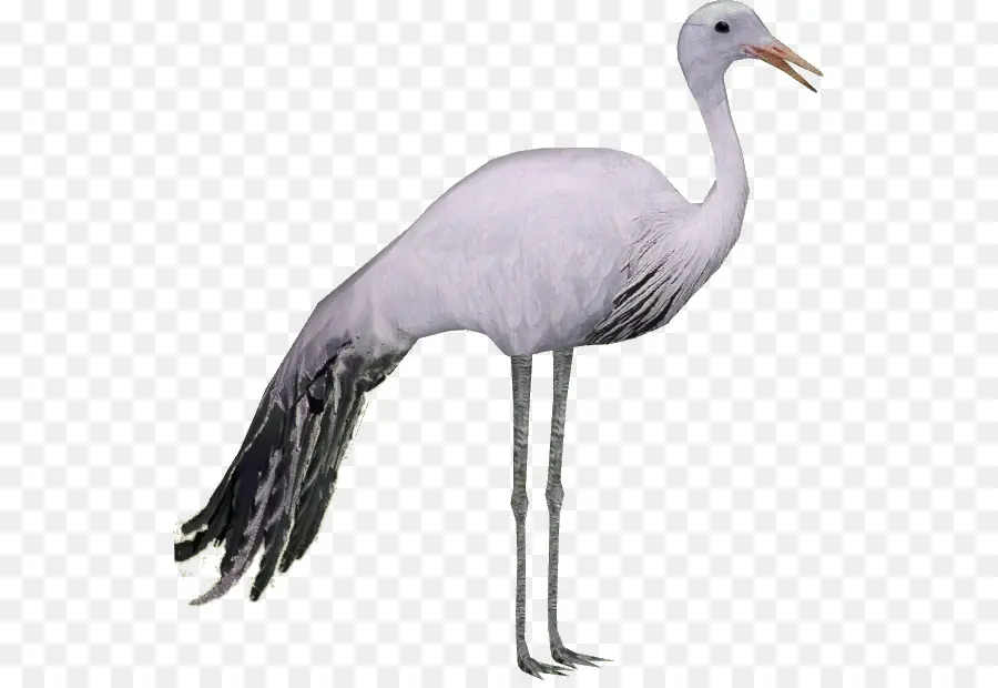 Grue Blanche，Grue PNG