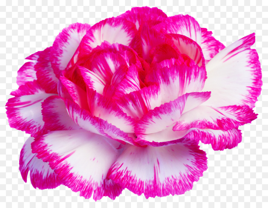 Fleur，R G De Fleurs De Plantes Ltd PNG