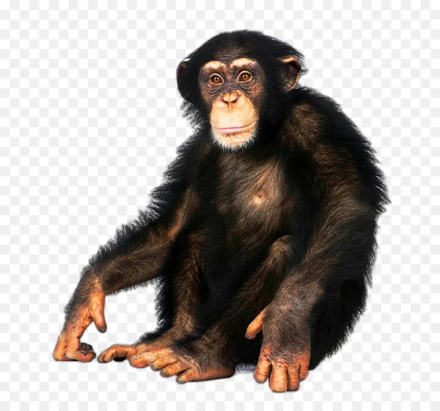 Le Macaque Japonais，Chimpanzé Commun PNG