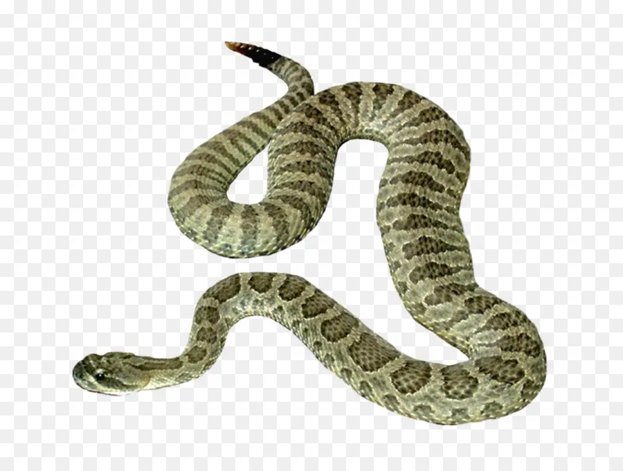 Serpent，Reptile PNG