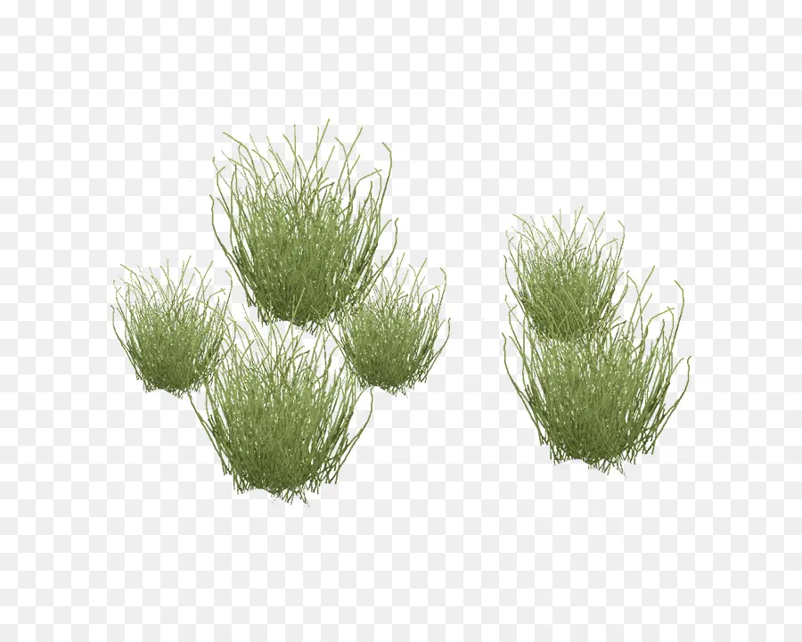 Herbe，Nature PNG