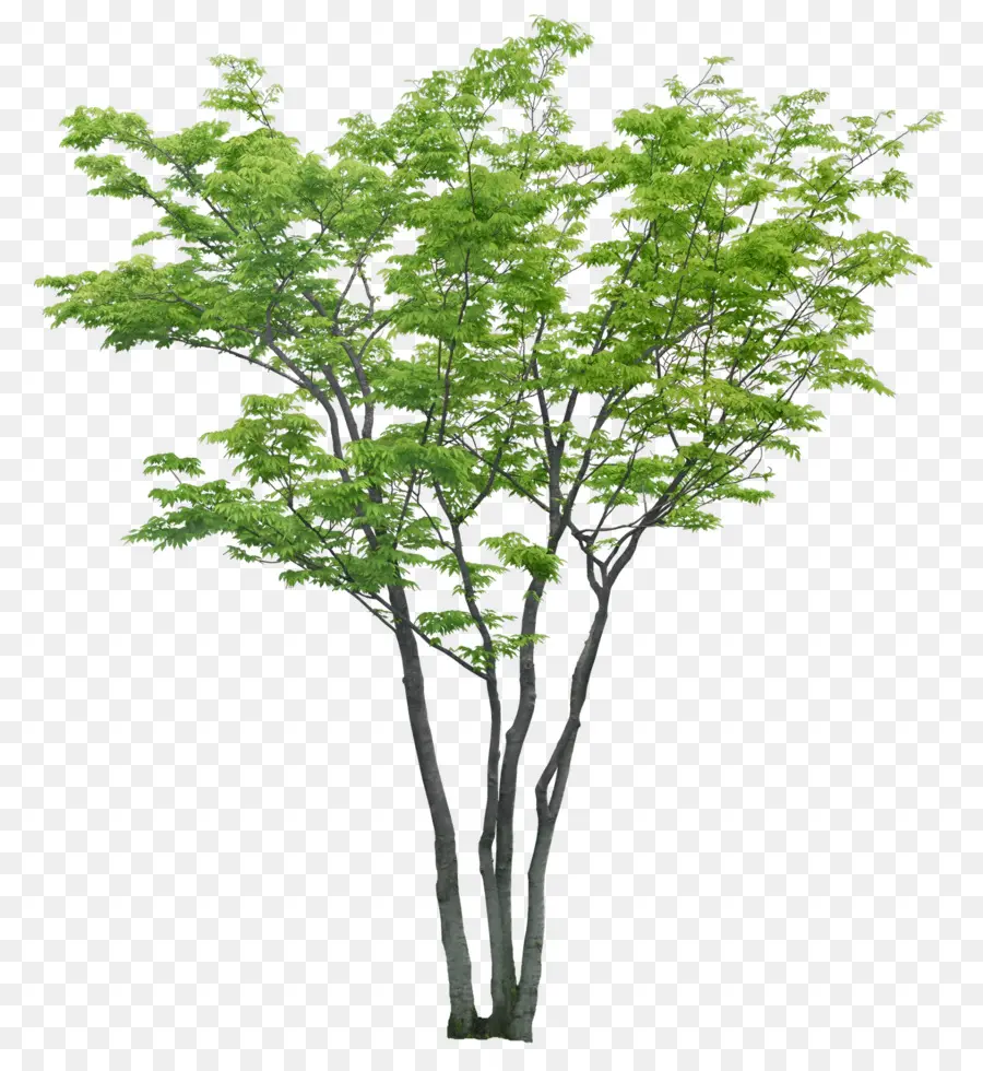 Arbre，Vert PNG