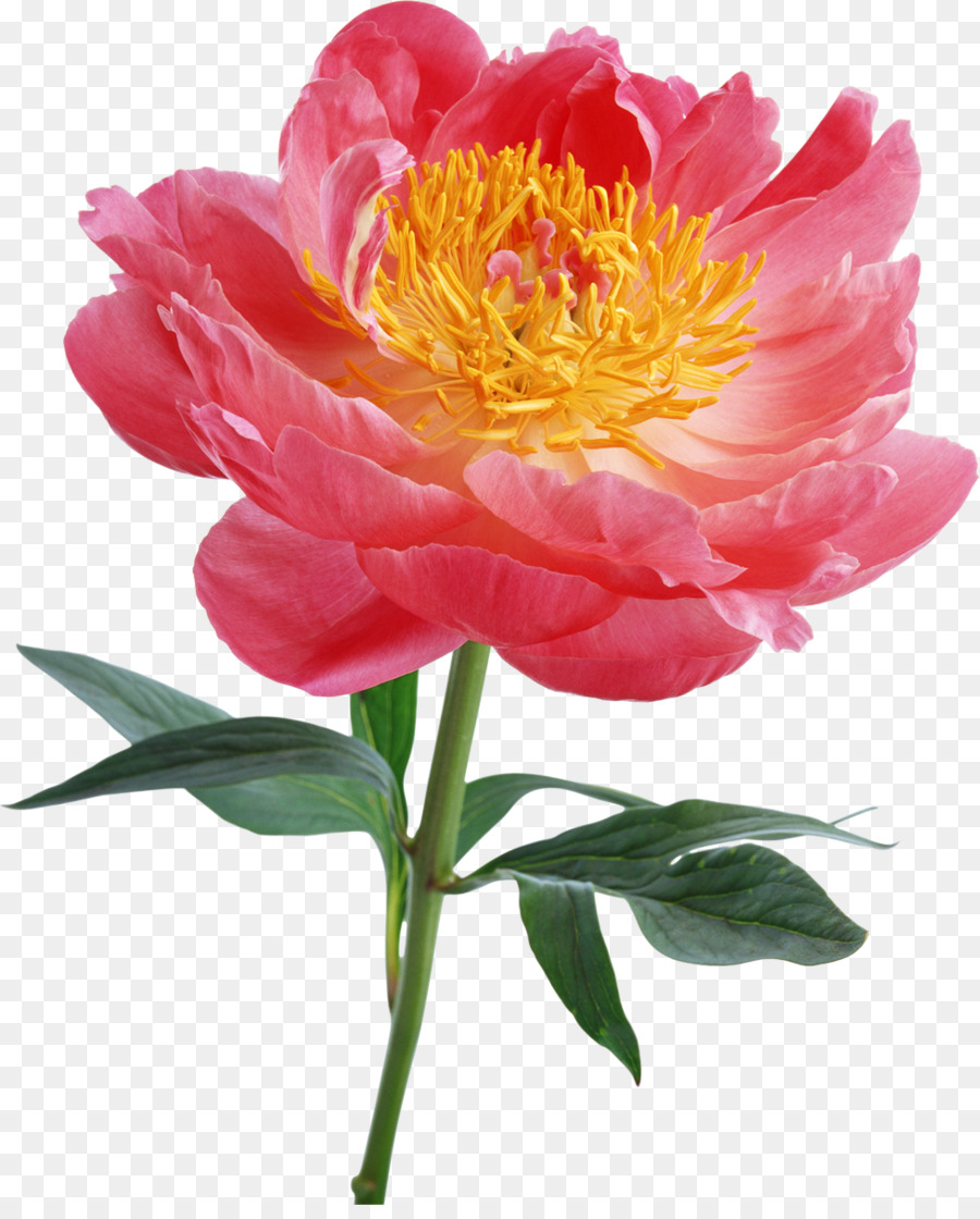 Fleur Rose，Fleur PNG