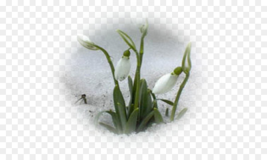 Galanthus Nivalis，Leucojum Vernum PNG