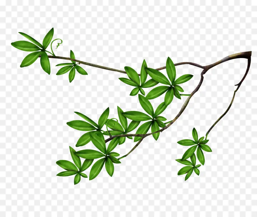 Feuille，Arbre PNG