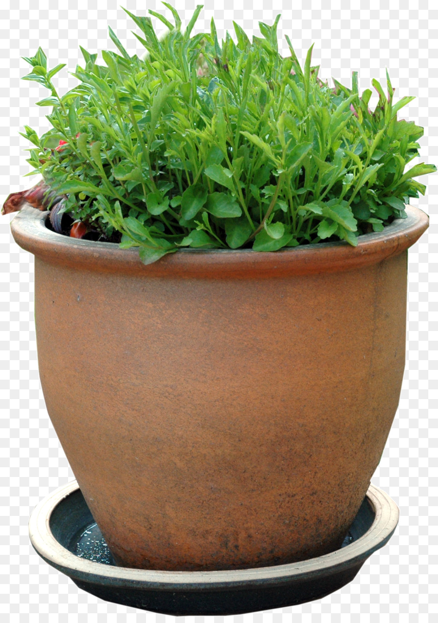 Plante，Flowerpot PNG