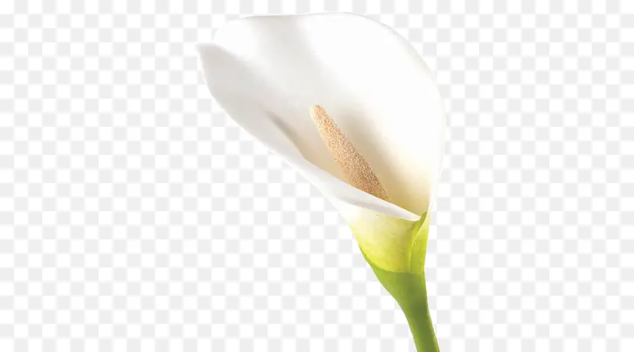 Lily Calla，Blanc PNG