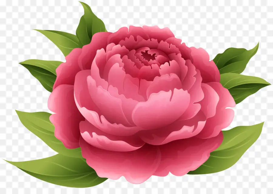 Pivoine，Fleur PNG