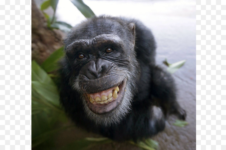 Chimpanzé，Sourire PNG